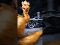 Lamborghini × dragon 🐉 edit #music