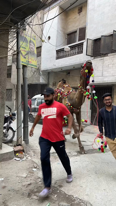 Qurbani 2024❤️mashallah running squad❤️ #love #cowfie #cow #petlover #animals #cowbeauty #pets
