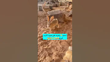 اسمع وتعرف على صوت الارنب البري 
