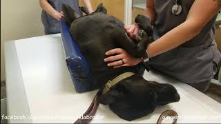 Sadie's ultrasound to check on her puppies by Ginger Kitties Four 2,571 views 3 years ago 11 minutes, 42 seconds