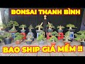 THANH BÌNH | #0939442212 | LUÔN CÓ GIÁ DỄ CHƠI VỚI NHIỀU CÂY MỚI ĐẸP MCT NU GÒ CÔNG, NGUYỆT QUẾ, SAM