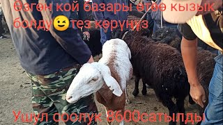 Өзгөн кой базары өтөө кызык болду тез көрүңүз?