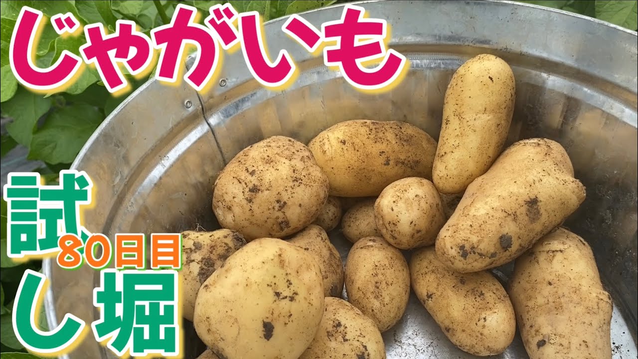 Potatoes Trial digging - YouTube