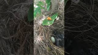 bird 🐦 nest🥰#trending #viral #ytshorts #yt #birds #keşfet