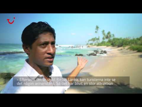 Video: Teplantager. Sevärdheter i Sri Lanka: teplantager
