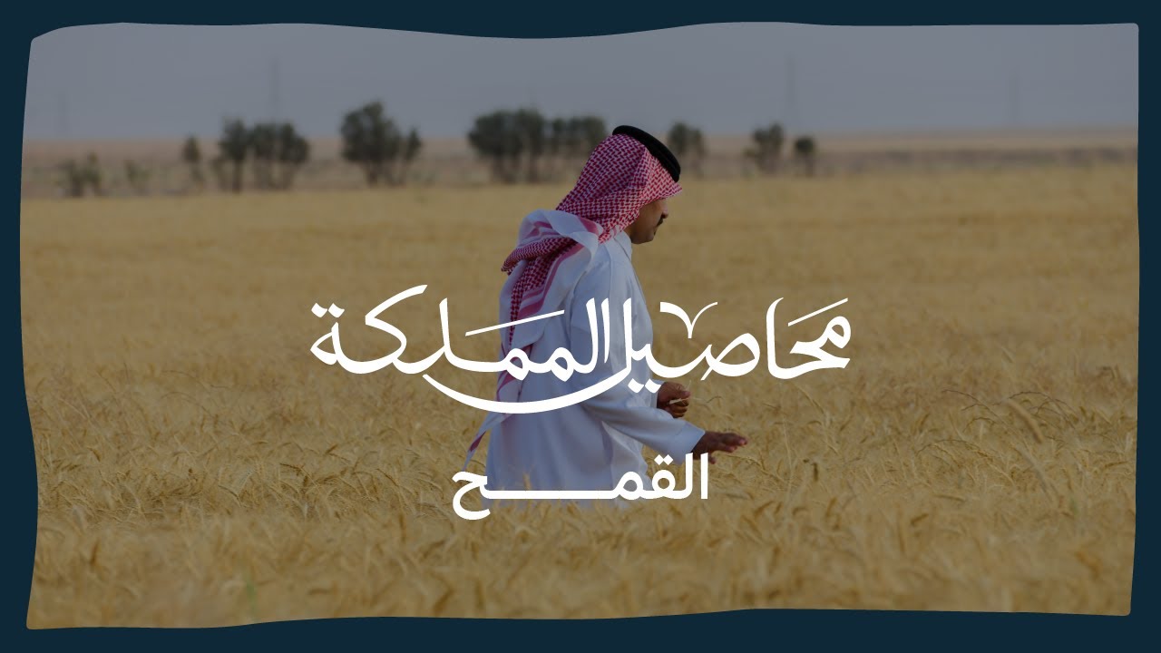 محاصيل المملكة | القمح