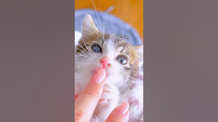 仔猫が寝ないので『子猫巻き』をしてみたらかわいすぎた