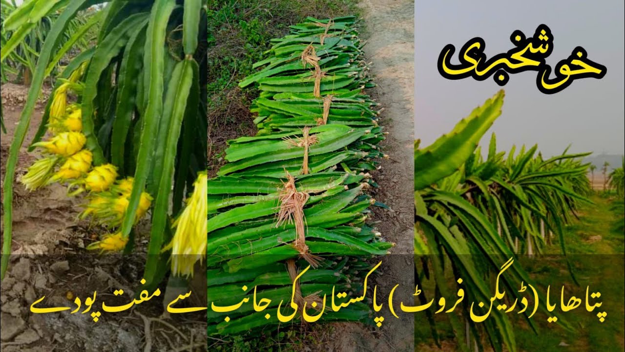 Free Dragon Fruit Plants From PITAHAYA (DRAGON FRUIT) PAKISTAN