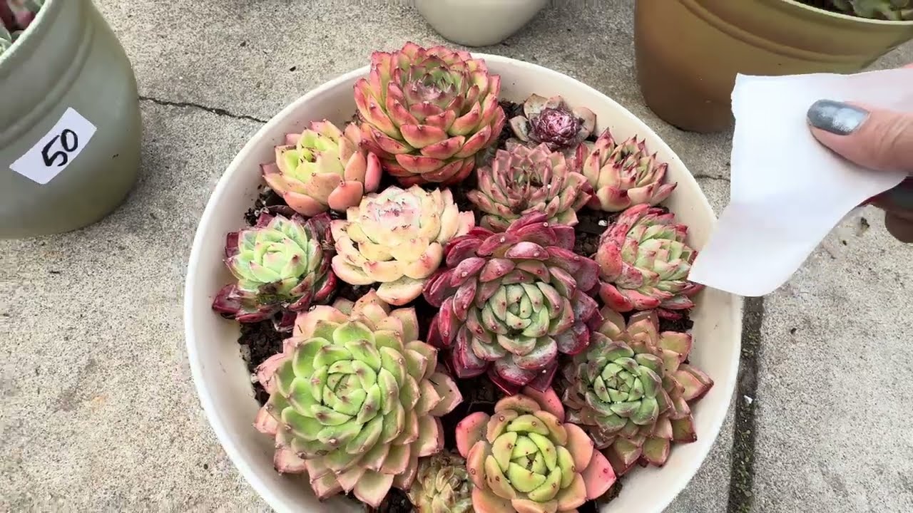 Jan 17-2026. Free Shipping $150. Beautiful Echeverias Final Sale. 408-992-5539.