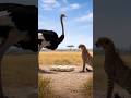Cheetah Got Too Close… Then This Happened ⚡