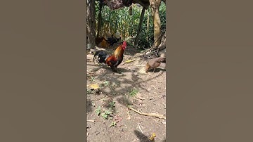 gà rừng mã vàng ăn uống.qaib qus qua zoo