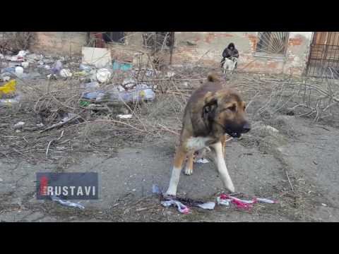 სხვა რუსთავი - ვინ ძარცვავს სასაფლაოებს?