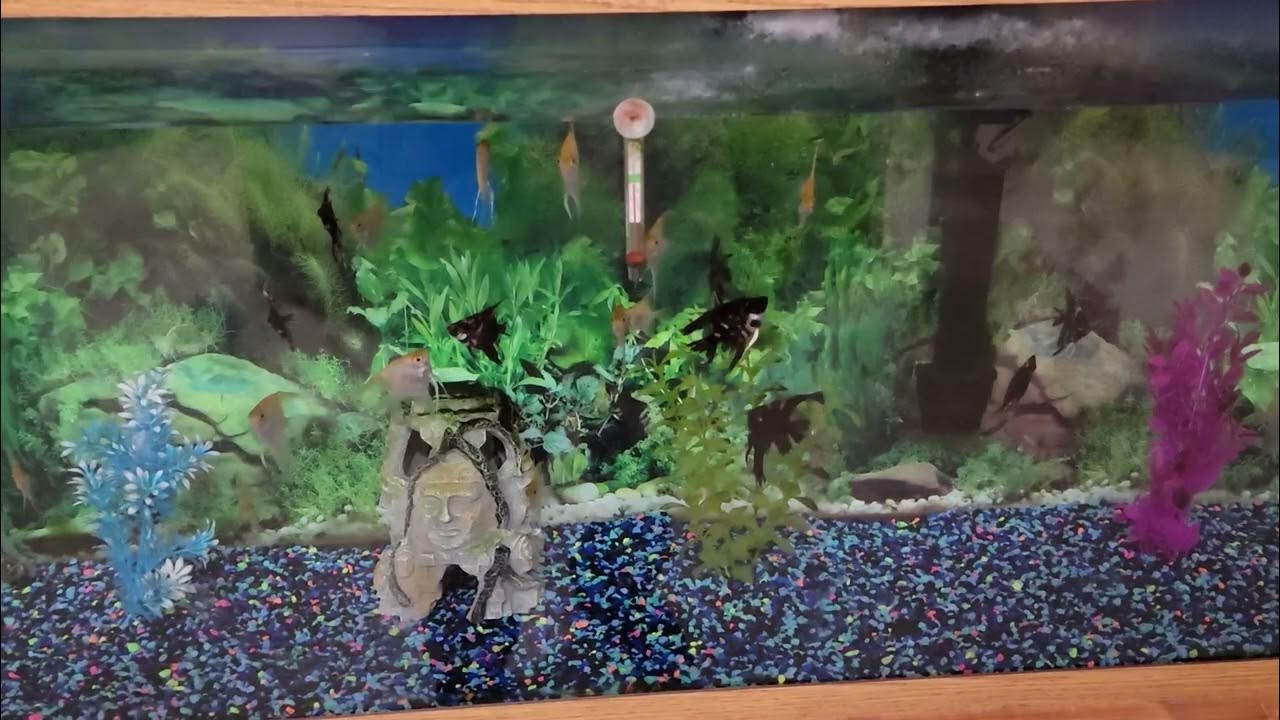 Here Fishy Fishy 12 hour aquarium loop. YouTube