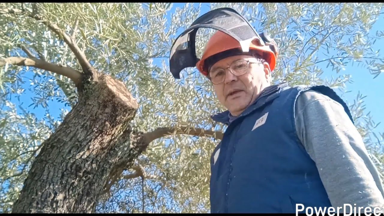 Echamos otro vicharraco al suelo. Poda olivo 2026.