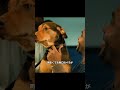 危険な犬と判定されたが、それでも一生をかけて主人を守り続けた。 #映画紹介
