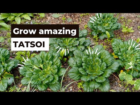 How to grow amazing Tatsoi Asian Greens