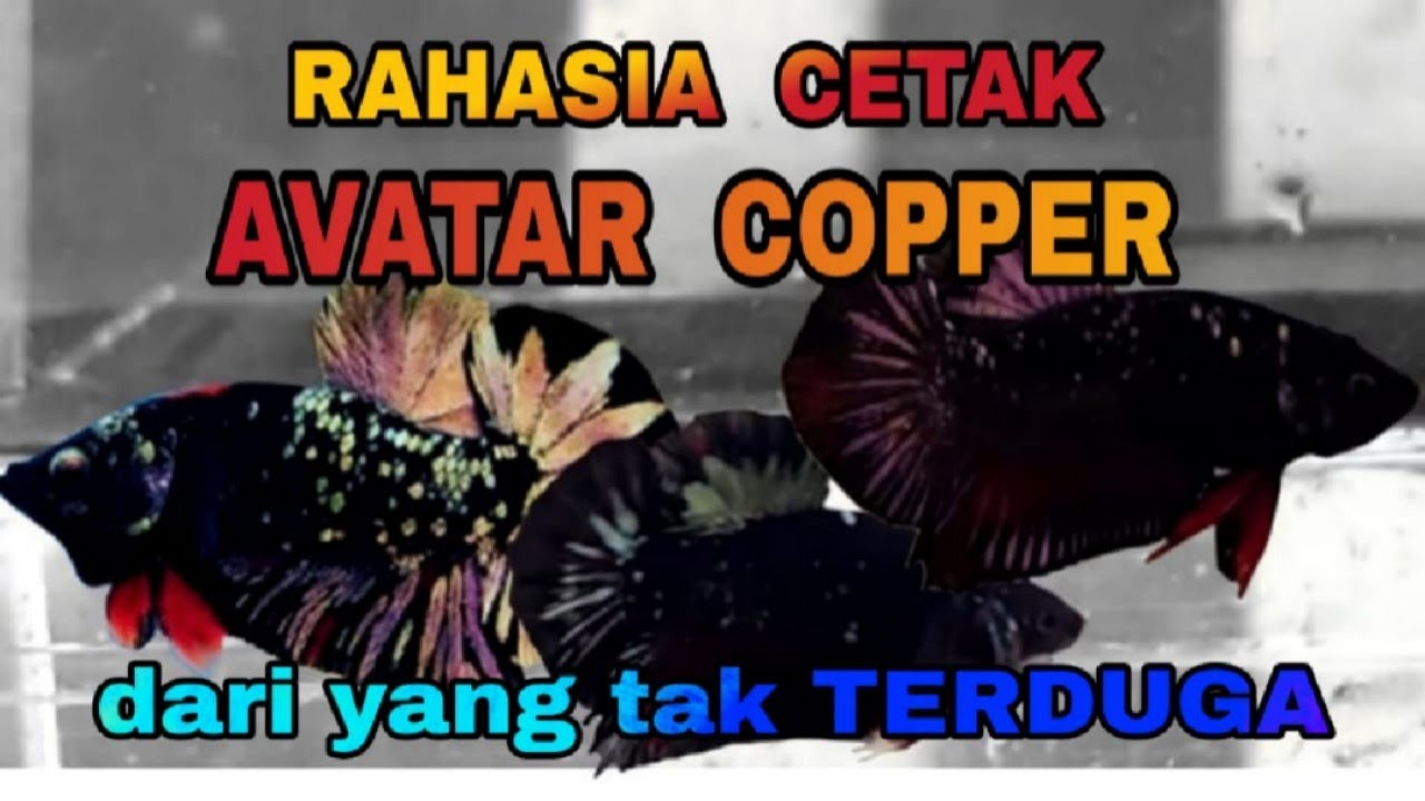 RAHASIA || CARA CETAK AVATAR COPPER | DARI YANG TAK TERDUGA