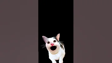 C Cat Funny Kitten Shotfeed 