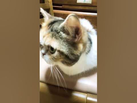 A ONEKO CAT on a chair - YouTube