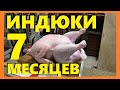 Бройлерная индейка Хайбрид Конвертер 27 кг в 7 месяцев.