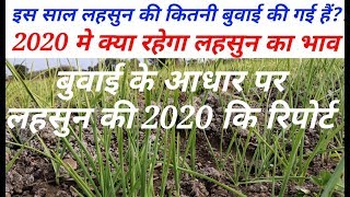 बुवाई के आधार पर 2020 में लहसुन का भाव क्या रहेगा// लहसुन का भाव