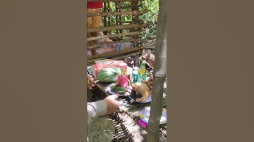 Thủ tục trong lễ khánh thành chuồng trại // mong sẽ thành công - tronpiu vlog #shorts