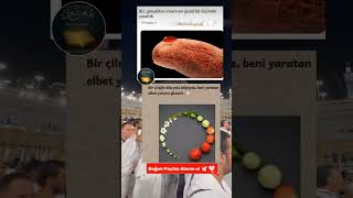 🤯 İNANILMAZ GÜZELLİK! TİN SURESİNDEKİ O MUCİZE! (BİLİM ŞOKTA!) #kalbeinşirah #keşfet #iman #dua