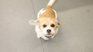 Curbside animal hospital makes sure pet gets care during Coronavirus | More In Common
