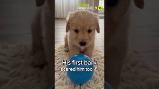 He Found His Voice & His Voice Found Him First — The Puppy Was Not Ready 🐕✨