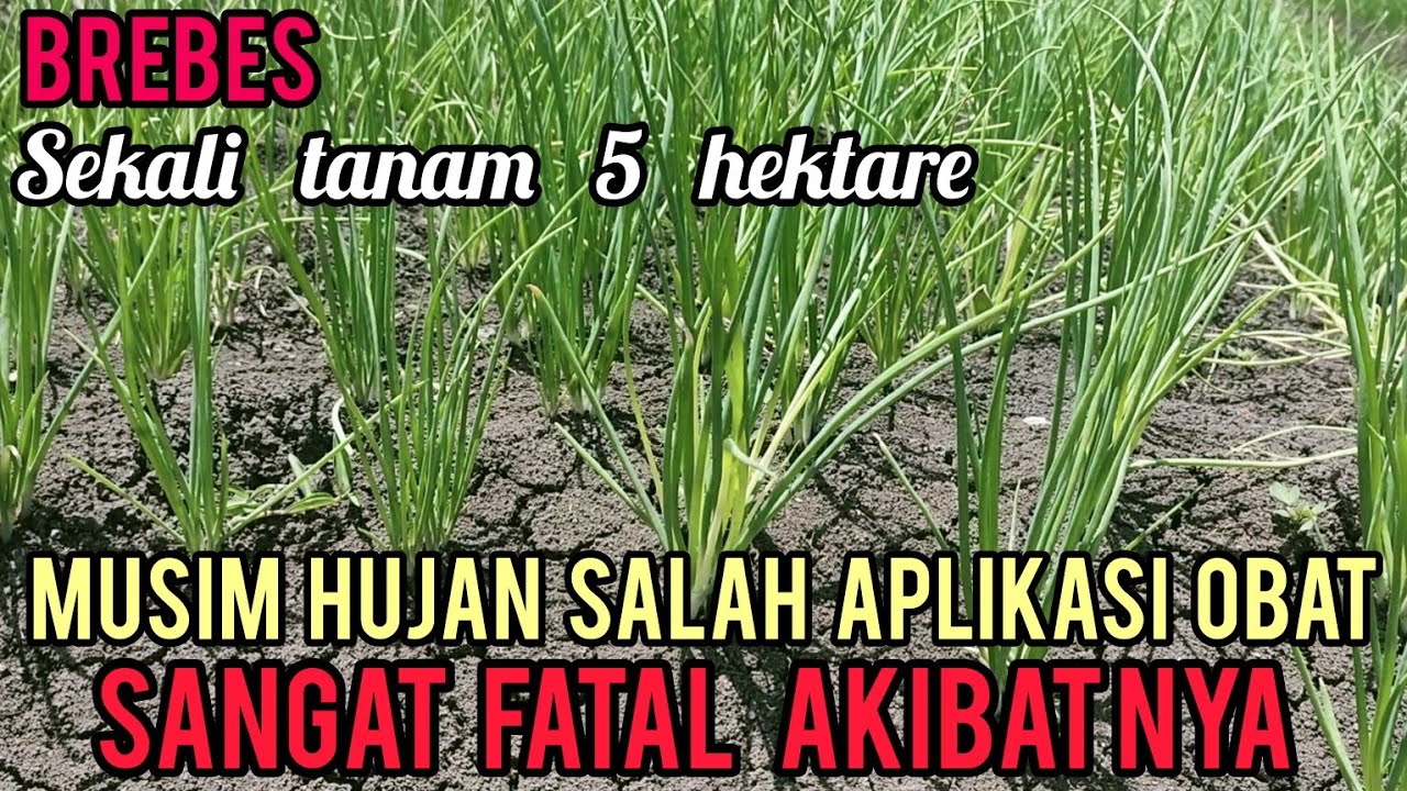 SALAH APLIKASI OBAT SAAT MUSIM HUJAN AKIBATNYA AKAN FATAL