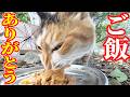 森の中で孤独で待ち続ける猫にご飯をあげると・・・ さくらねこへのエサやり【視聴だけでも猫たちを助けることになります】 支援者様 視聴者様 猫たちに神のご加護を！