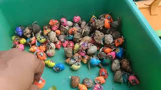WOW...!!! Tangkap ikan buntal dan belut, kelomang, keong, ikan hias, ikan nemo, ikan laut, lobster