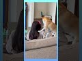 柴犬、ママの肩をマッサージ【豆柴ころた】#shorts #柴犬 #柴犬の日常 #マッサージ