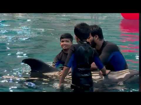 🐬🐬🦭🦭 Dubai Dolphin and Seal Show, Swim With Dolphins. Dubai Dolphinarium ,Dolphin Bay 🐬🐬🦭🦭