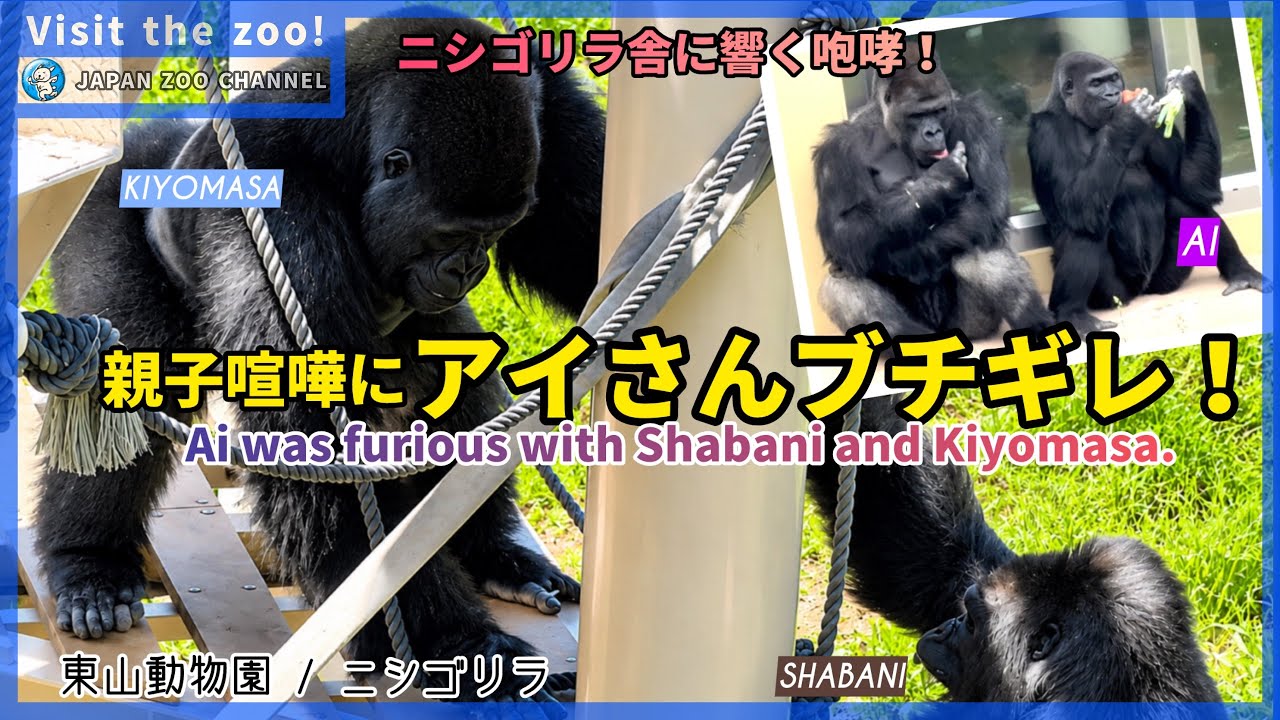 東山動物園】親子喧嘩にアイさんブチ切れ! Ai gets angry at the fight