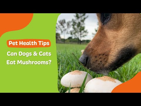 Can Dogs Eat Brown Shimeji Mushrooms