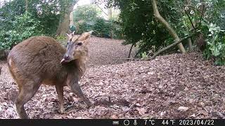 trail cam animal life365 Norfolk uk by trail cam animal life365 148 views 1 month ago 3 minutes, 34 seconds