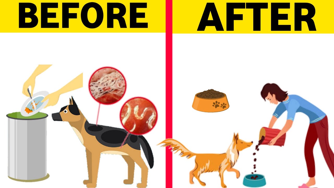 Best Ways to Keep Dog Food Fresh /How to Store Dog Food / How to give