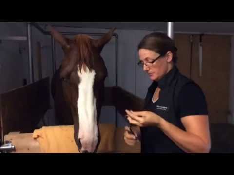 Video: Hur Man Väljer En Häst