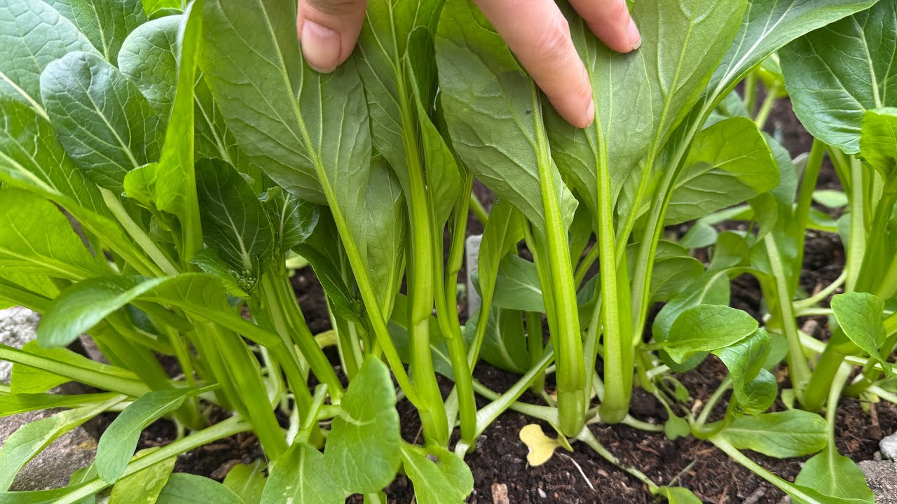 Bội Thu Cải Ngồng Mập Ú Non Chèo Hái quá mê, trồng cà dĩa, bí các loại 🇨🇦2030》Vườn Rau Việt