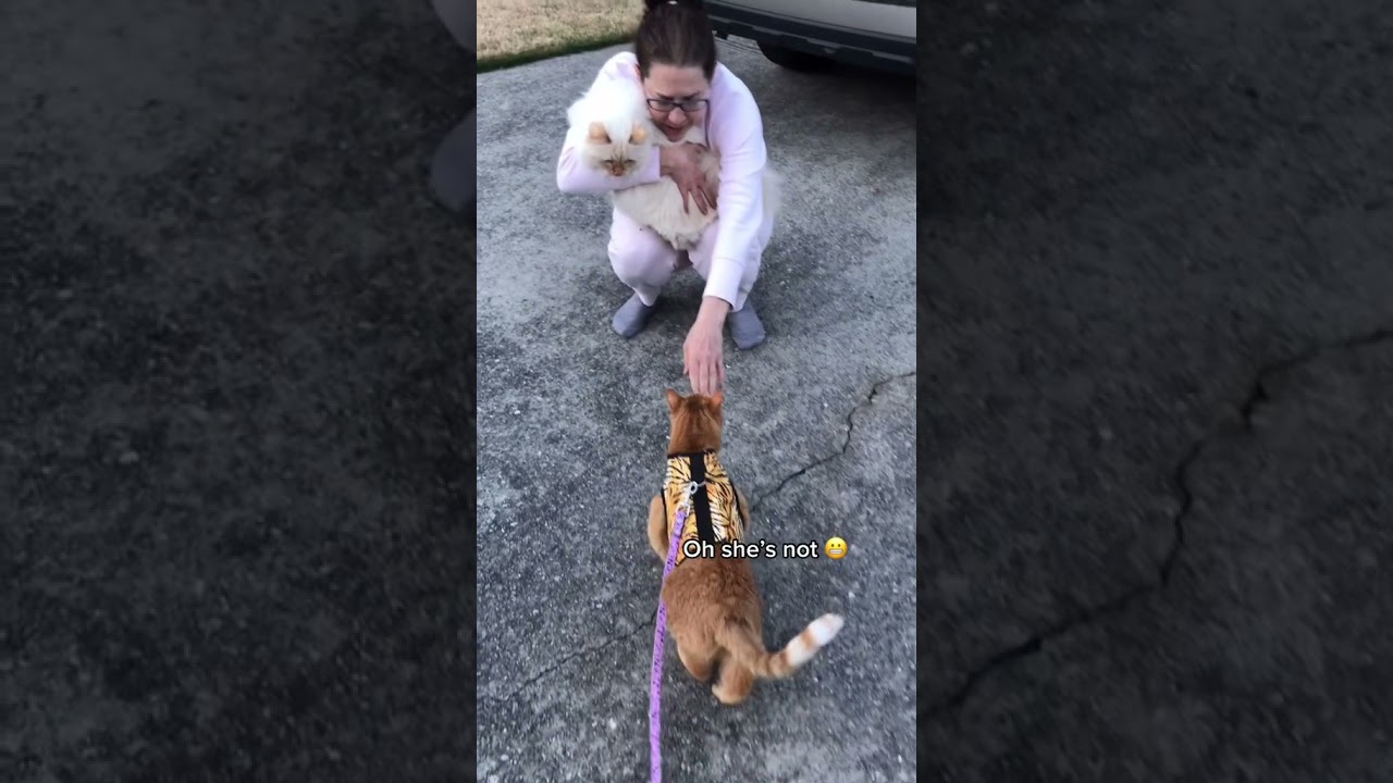 No Way!! Did Cat Just Do That!?