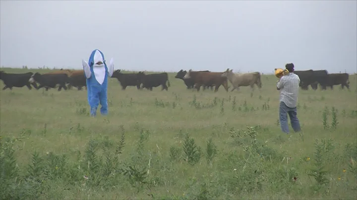 Cow Shark Attack - Trombone Edition.  #SharkWeek