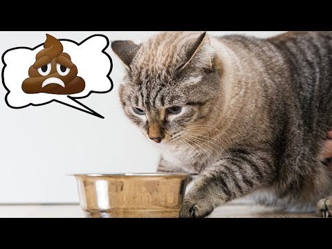 Почему кошка закапывает еду, миску, сухой корм