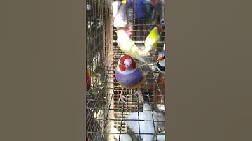 Gouldian Finch birds🐦 at Galiff Street pet market 😍 #shorts