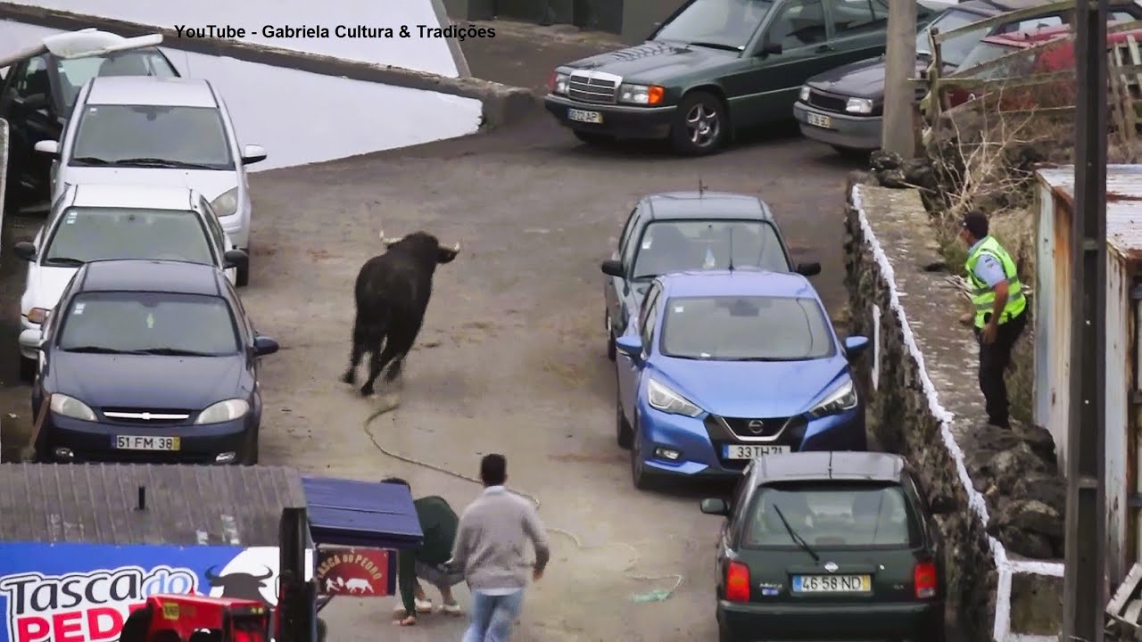 Serreta - Touro Rebenta Corda e Foge - ER (448,462) & HF (383,431) - 17/9/2025 - Ilha Terceira