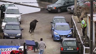 Serreta - Touro Rebenta Corda e Foge - ER (448,462) & HF (383,431) - 17/9/2025 - Ilha Terceira