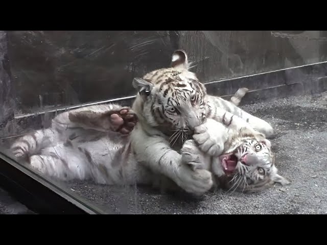 Baby White Tiger 