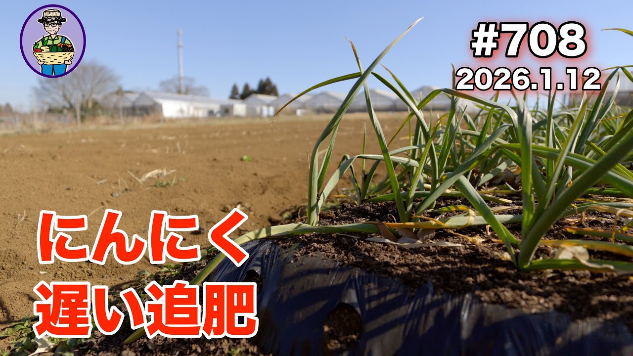 【にんにく、女竹】 第708話、１ヶ月遅れでにんにくに１回目の追肥をする。他、女竹株をトラクターで掘り起こす。 #オーガニック栽培 #家庭菜園 #農業VLOG