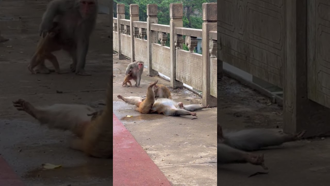 Curious Monkey Grooming Session: Primate Kingdom's Fascinating Behavior 🐒🌿