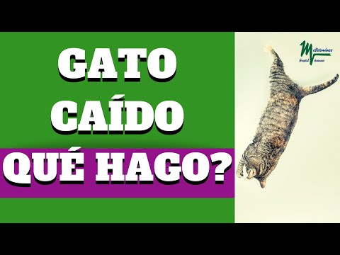 Video: Qué Hacer Si El Gato Se Cae Por La Ventana